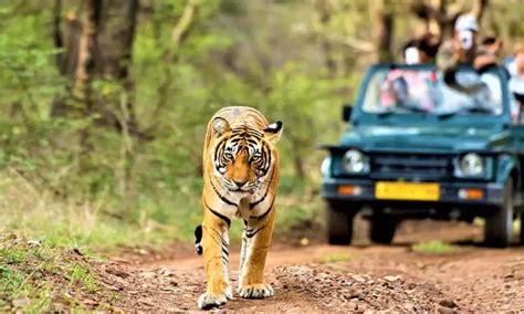 Top 20 Most Famous National Parks in Rajasthan 